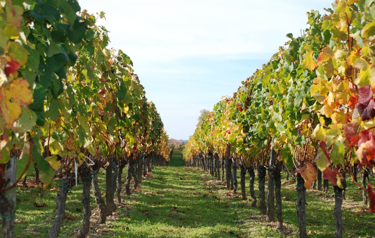 Vigne_-_Vignes_en_automne.jpg